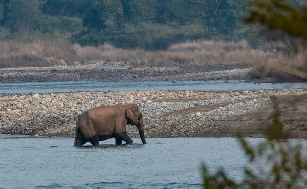 Asijský Slon Přes Ram Ganga River Národním Parku Jim Corbett — Stock fotografie