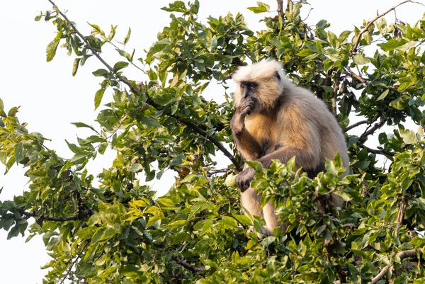 Мавпа Лануман Національному Парку Джима Корбетта Найніталь Паурі Гархвал Уттаракханд Ліцензійні Стокові Фото