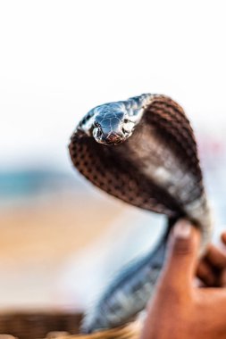 Pushkar, Rajasthan / India - November 2019 : Portrait of Indian cobra snake