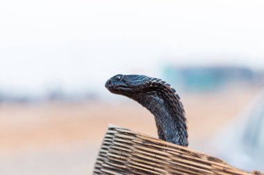 Pushkar, Rajasthan / India - November 2019 : Portrait of Indian cobra snake