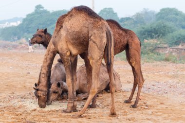 Pushkar, Rajasthan / India - November 2019 : The journey of camels and their traders in camel trading fair at pushkar