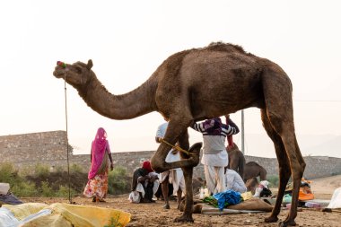 PUSHKAR, RAJASTHAN / Hindistan - Kasım 2019 : 