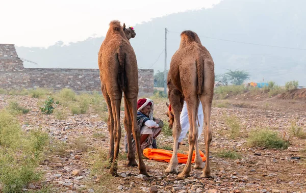 Pushkar Rajasthan Inde Novembre 2019 Foire Chameau Pushkar 2019 Population — Photo