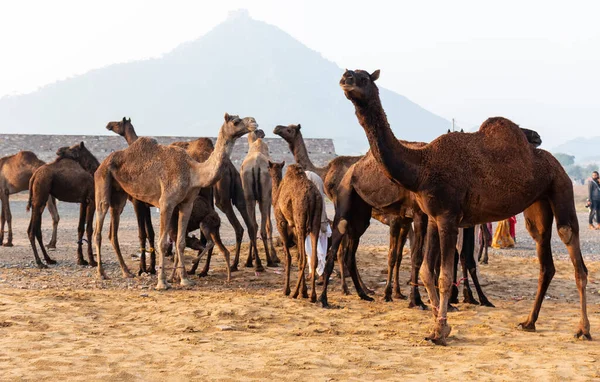 Pushkar Rajasthan India November 2019 Camels Enjoying Pushkar Camel Fair — Stockfoto