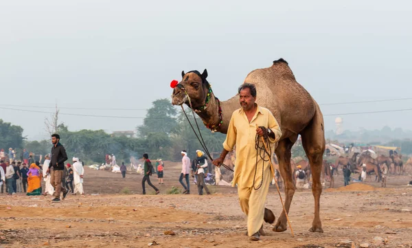 Pushkar Rajasthan Inde Novembre 2019 Foire Chameau Pushkar 2019 Population — Photo