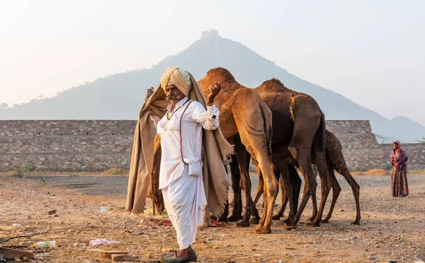 Pushkar Rajasthan India November 2019 Rajasthani Camel Trader Taking Care — 스톡 사진