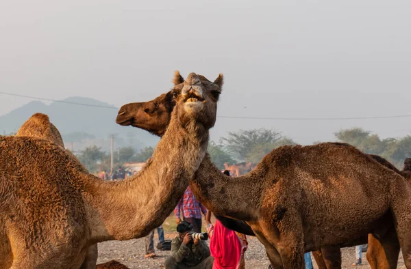 Pushkar Rajasthan India November 2019 Camels Enjoying Pushkar Camel Fair — Φωτογραφία Αρχείου