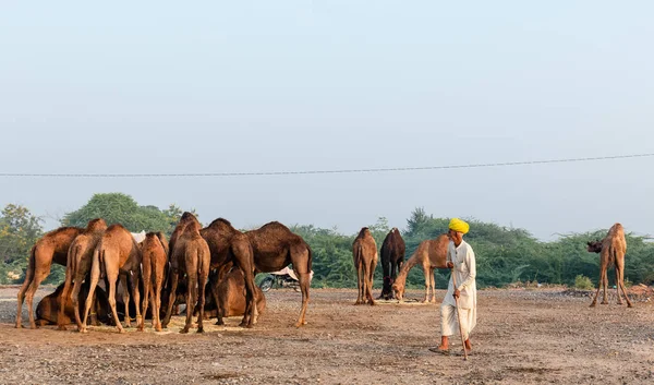 Пушкар Раджастан Индия Ноябрь 2019 Старый Торговец Верблюдами Желтом Повороте — стоковое фото