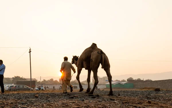 Pushkar Rajasthan India November 2019 Journey Camels Traders Camel Trading — Stockfoto