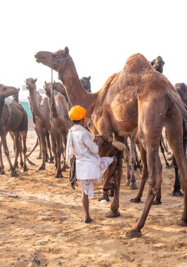 Pushkar, Rajasthan / Hindistan - Kasım 2019: Pulkar deve fuarı 2019. Develeri olan yerel bir adam.