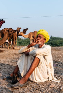 Pushkar, Rajasthan / India - November 2019 : Portrait of an old rajasthani man smoking at fair ground in yellow turban and ethnic rajasthan white dress for male with camels in the background