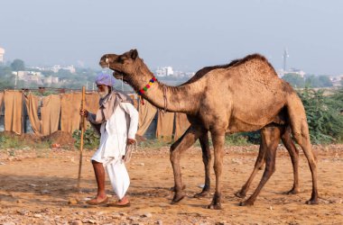 Pushkar, Rajasthan / Hindistan - Kasım 2019: Pulkar deve fuarı 2019. Develeri olan yerel bir adam.