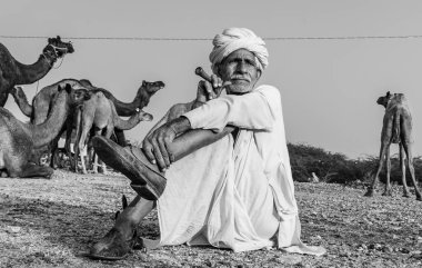 Pushkar, Rajasthan / India - November 2019 : Portrait of an old rajasthani man smoking at fair ground in yellow turban and ethnic rajasthan white dress for male with camels in the background