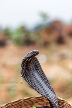 Pushkar, Rajasthan / India - November 2019 : Portrait of Indian cobra snake