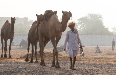Pushkar, Rajasthan / Hindistan - Kasım 2019: Pulkar deve fuarı 2019. Develeri olan yerel bir adam.