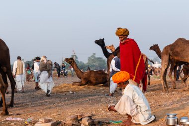 Pushkar, Rajasthan / India - November 2019 : Portrait of camel traders participating with their camels in pushkar camel fair in traditional white rajasthani dress and colorful pagadi (Turban) on their head 