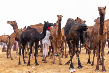 Pushkar, Rajasthan / Hindistan - Kasım 2019: Pulkar deve fuarı. 