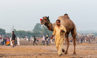 Pushkar, Rajasthan / Hindistan - Kasım 2019: Pulkar deve fuarı.