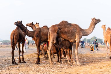 Pushkar, Rajasthan / India - November 2019 : Portrait of camels participated in pushkar camel fair 