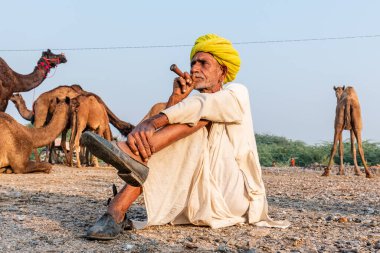 Pushkar, Rajasthan / India - November 2019 : Portrait of an old rajasthani man smoking at fair ground in yellow turban and ethnic rajasthan white dress for male with camels in the background