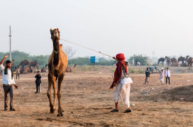 Pushkar, Rajasthan / India - November 2019 : Portrait of camel traders participating with their camels in pushkar camel fair in traditional white rajasthani dress and colorful pagadi (Turban) on their head 