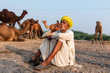Pushkar, Rajasthan / India - November 2019 : Portrait of an old rajasthani man smoking at fair ground in yellow turban and ethnic rajasthan white dress for male with camels in the background