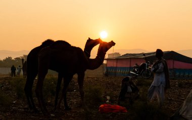 Pushkar, Rajasthan / India - November 2019 : Portrait of camels participated in pushkar camel fair 