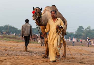 Pushkar, Rajasthan / India - November 2019 : Portrait of rajasthani camel owner/trader in colorful turban and white dress with big mustache participating in camel trading fair