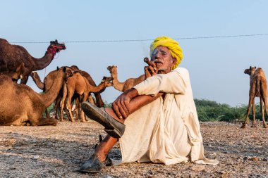 Pushkar, Rajasthan / India - November 2019 : Portrait of an old rajasthani man smoking at fair ground in yellow turban and ethnic rajasthan white dress for male with camels in the background