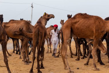 Pushkar, Rajasthan / Hindistan - Kasım 2019: Pulkar deve fuarı. 