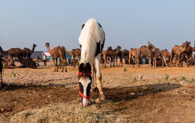 Pushkar, Rajasthan / India - November 2019 : Horse eating grass at fair ground