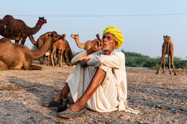 Pushkar, Rajasthan / India - November 2019 : Portrait of an old rajasthani man smoking at fair ground in yellow turban and ethnic rajasthan white dress for male with camels in the background