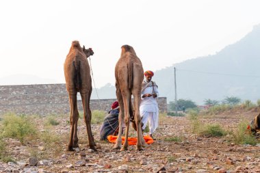 Pushkar, Rajasthan / India - November 2019 : Portrait of camels participated in pushkar camel fair 