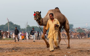 Pushkar, Rajasthan / Hindistan - Kasım 2019: Pulkar deve fuarı.