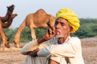 Pushkar, Rajasthan / India - November 2019 : Portrait of an old rajasthani man smoking at fair ground in yellow turban and ethnic rajasthan white dress for male with camels in the background