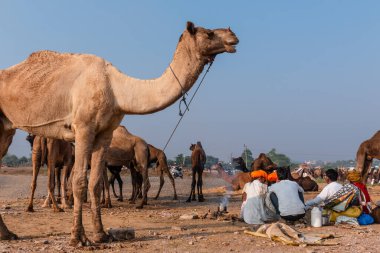 Puşkar, Rajasthan / Hindistan - Kasım 2019: Hintliler develer fuarında 2019.