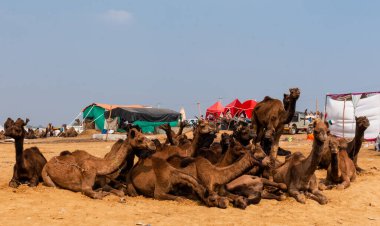 Pushkar, Rajasthan / India - November 2019 : Portrait of camels participated in pushkar camel fair 