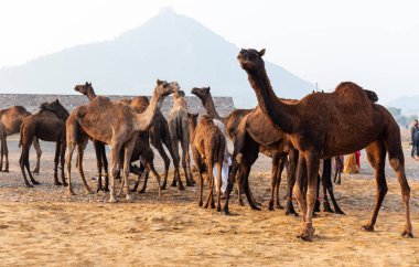 Pushkar, Rajasthan / India - November 2019 : Portrait of camels participated in pushkar camel fair 