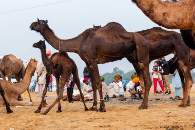 Pushkar, Rajasthan / Hindistan - Kasım 2019: Pulkar deve fuarı 2019. Yerel halk