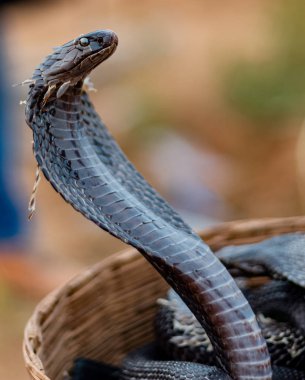Pushkar, Rajasthan / India - November 2019 : Portrait of Indian cobra snake
