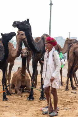 Pushkar, Rajasthan / India - November 2019 : Portrait of rajasthani camel owner/trader in colorful turban and white dress with big mustache participating in camel trading fair