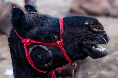 Pushkar, Rajasthan / India - November 2019 : Portrait of camels participated in pushkar camel fair 
