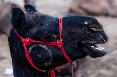 Pushkar, Rajasthan / India - November 2019 : Portrait of camels participated in pushkar camel fair  clipart