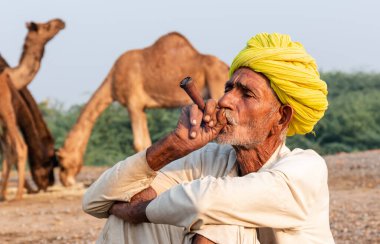 Pushkar, Rajasthan / India - November 2019 : Portrait of an old rajasthani man smoking at fair ground in yellow turban and ethnic rajasthan white dress for male with camels in the background