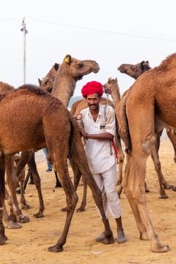 Pushkar, Rajasthan / Hindistan - Kasım 2019: Pulkar deve fuarı. 