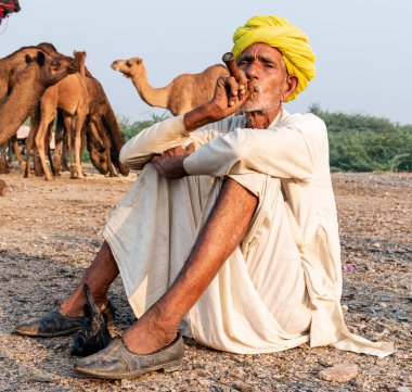 Pushkar, Rajasthan / India - November 2019 : Portrait of an old rajasthani man smoking at fair ground in yellow turban and ethnic rajasthan white dress for male with camels in the background