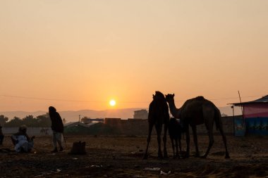 Pushkar, Rajasthan / India - November 2019 : Portrait of indian camels participating in camel fair