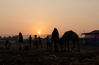 Pushkar, Rajasthan / India - November 2019 : Portrait of indian camels participating in camel fair