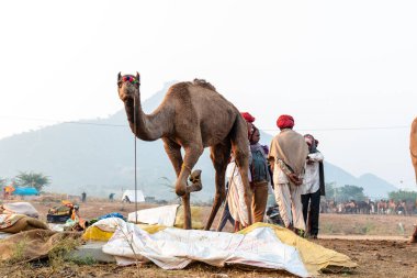 Pushkar, Rajasthan / India - November 2019 : Portrait of camels participated in pushkar camel fair 