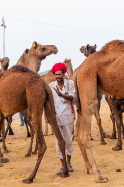 Pushkar, Rajasthan / Hindistan - Kasım 2019: Pulkar deve fuarı. 